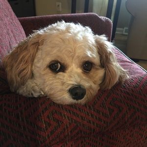 Meet your Posher, Russell